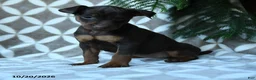 Miniature Pinscher dogs for sale: Athena - Ad 2