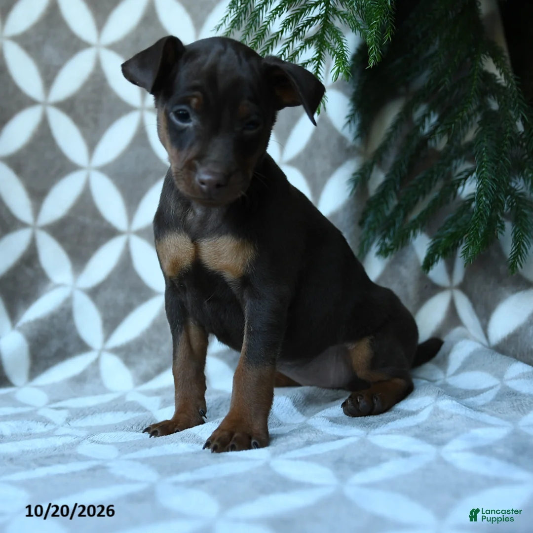 Miniature Pinscher dogs for sale: Athena - Ad 2