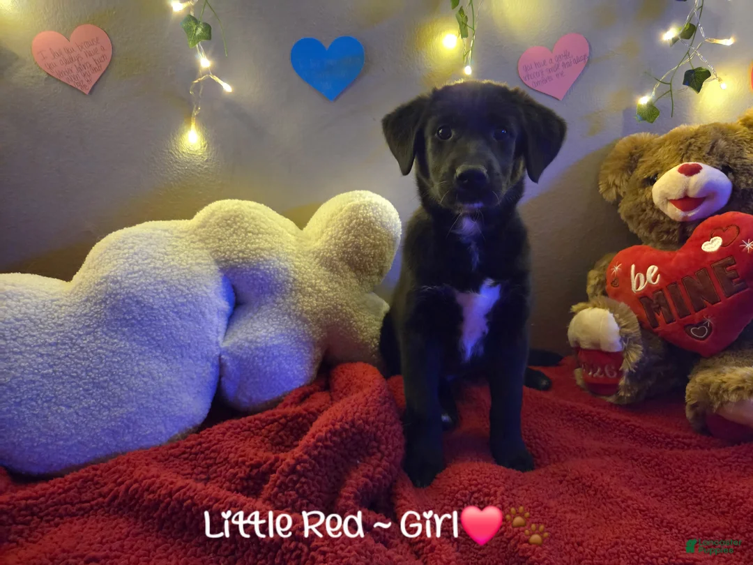 Mixed Breed dogs for sale: Little Red  - Ad 1