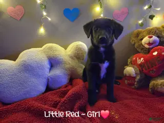 Mixed Breed dogs Little Red - Ad 26