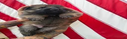 German Shepherd dogs for sale: Beans - Ad 6