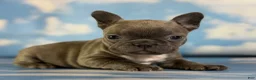Frenchton dogs for sale: Lorenzo - Ad 4
