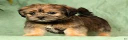 Shorkie dogs for sale: Stewart - Ad 2