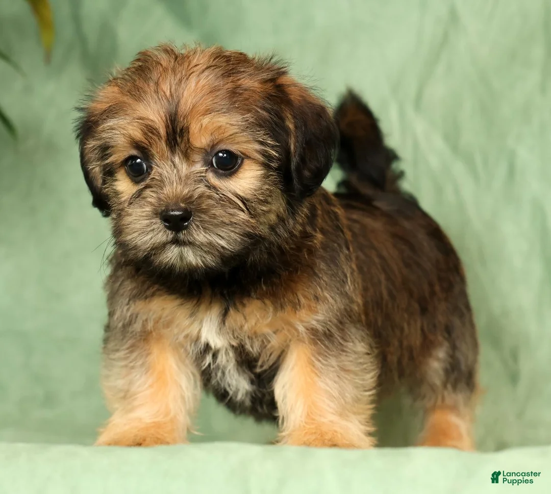 Shorkie dogs for sale: Stewart - Ad 2