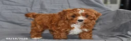 Cavapoo dogs for sale: Nemo - Ad 3