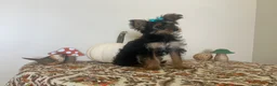 Morkie dogs for sale: Morkie 1 - Ad 8