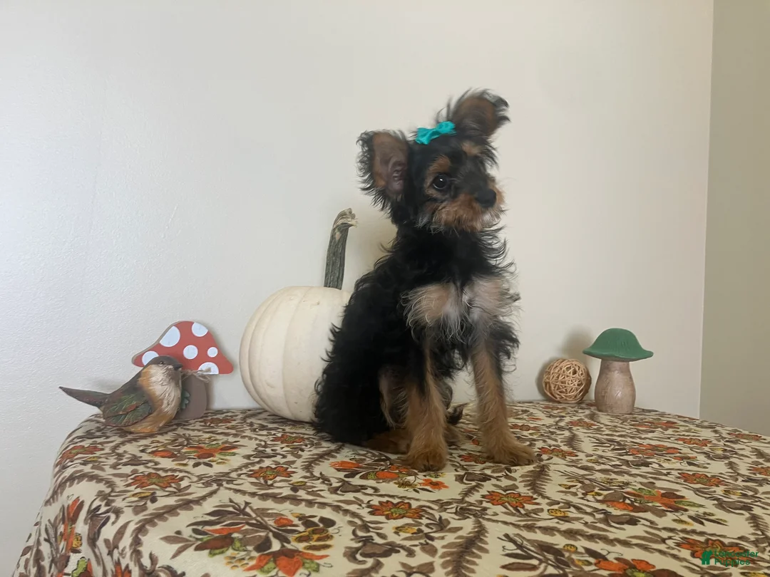 Morkie dogs for sale: Morkie 1 - Ad 8