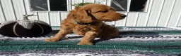 Mini Goldendoodle dogs for sale: Mini Goldendoodle 3 Lolo - Ad 3