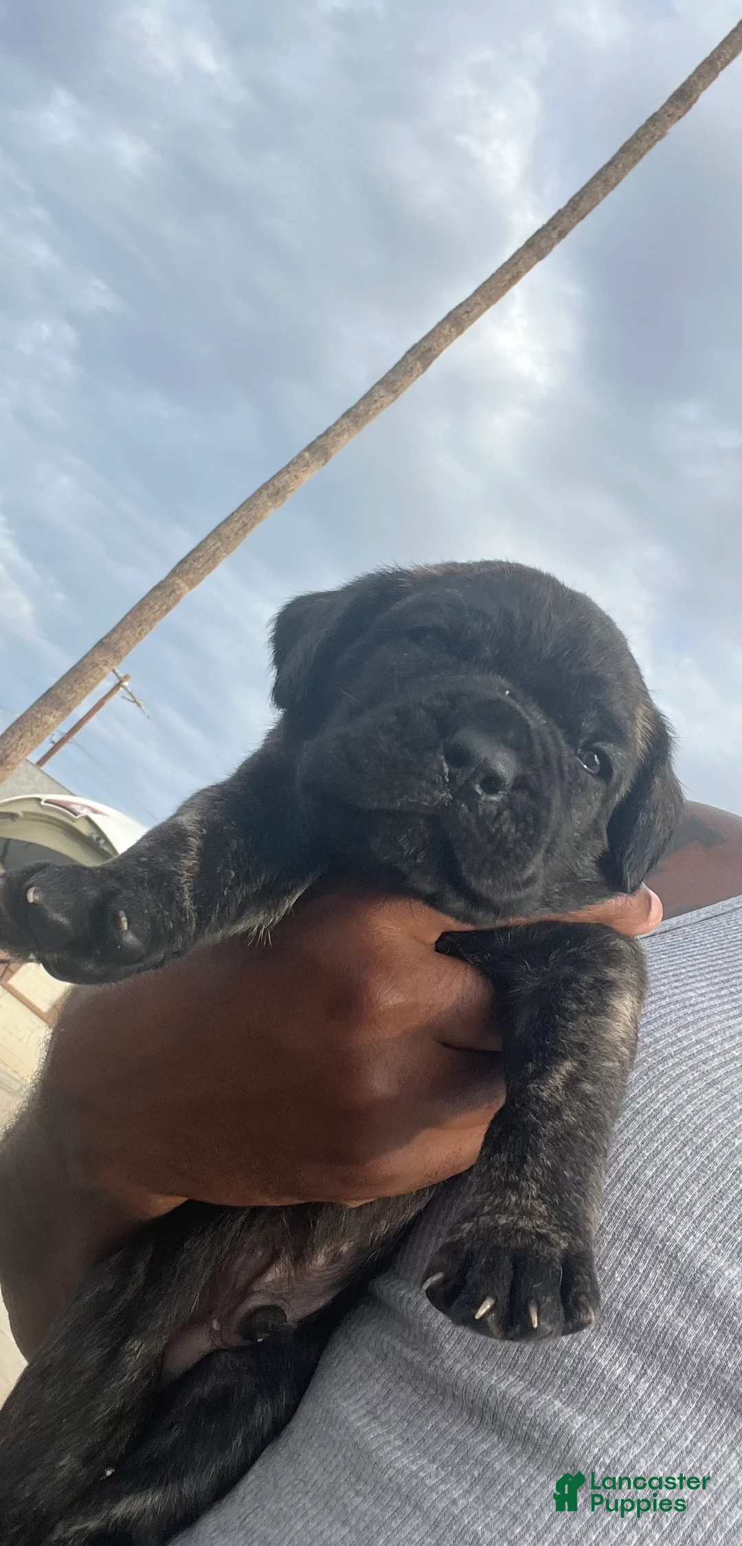 Cane Corso dogs for sale: Black jack  - Ad 1