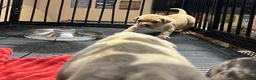 American Bully dogs for sale: American Bully Puppy 3 - Ad 15
