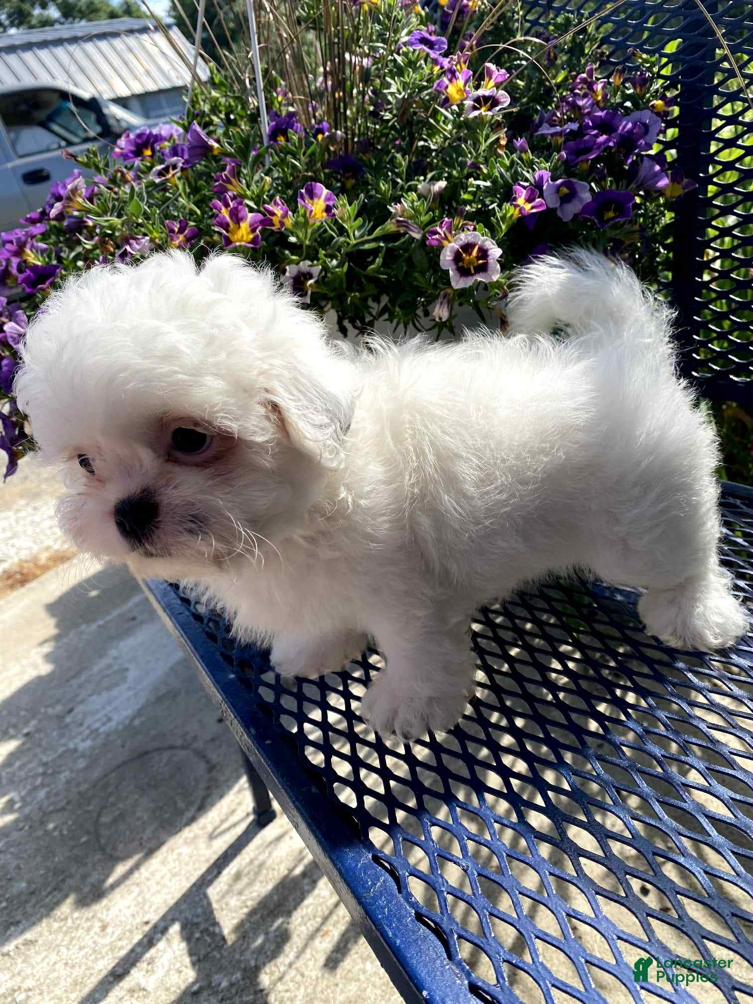 Shih Tzu dogs Mag - Ad 42