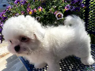 Shih Tzu dogs Mag - Ad 42