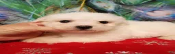 Bichon Frise dogs for sale: Snow  - Ad 7