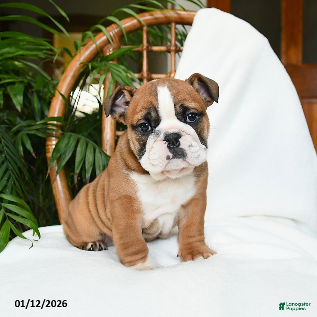English Bulldog dogs for sale: Monroe - Ad 3