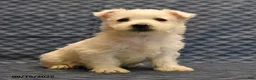 West Highland Terrier dogs for sale: Nate - Ad 3