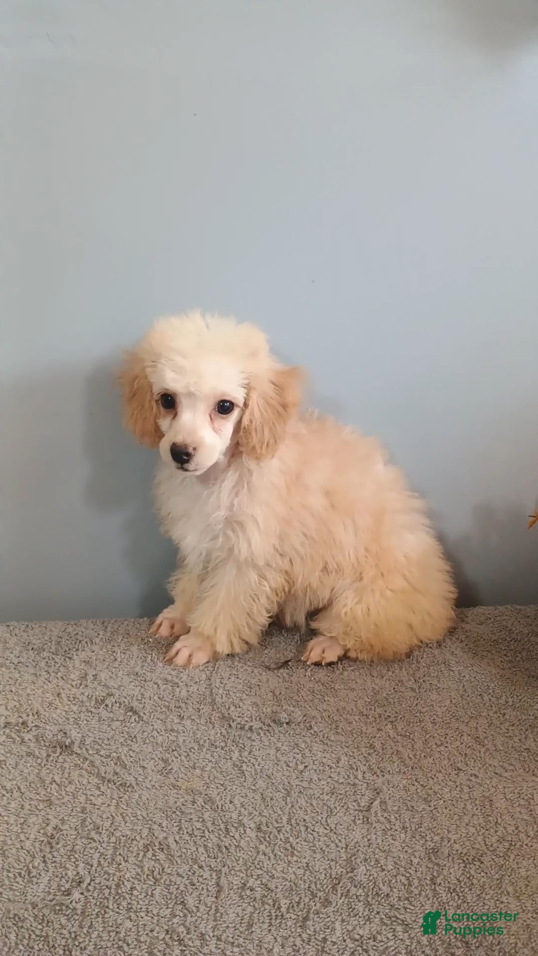 Toy Poodle dogs Toy Poodle 3 - Ad 19