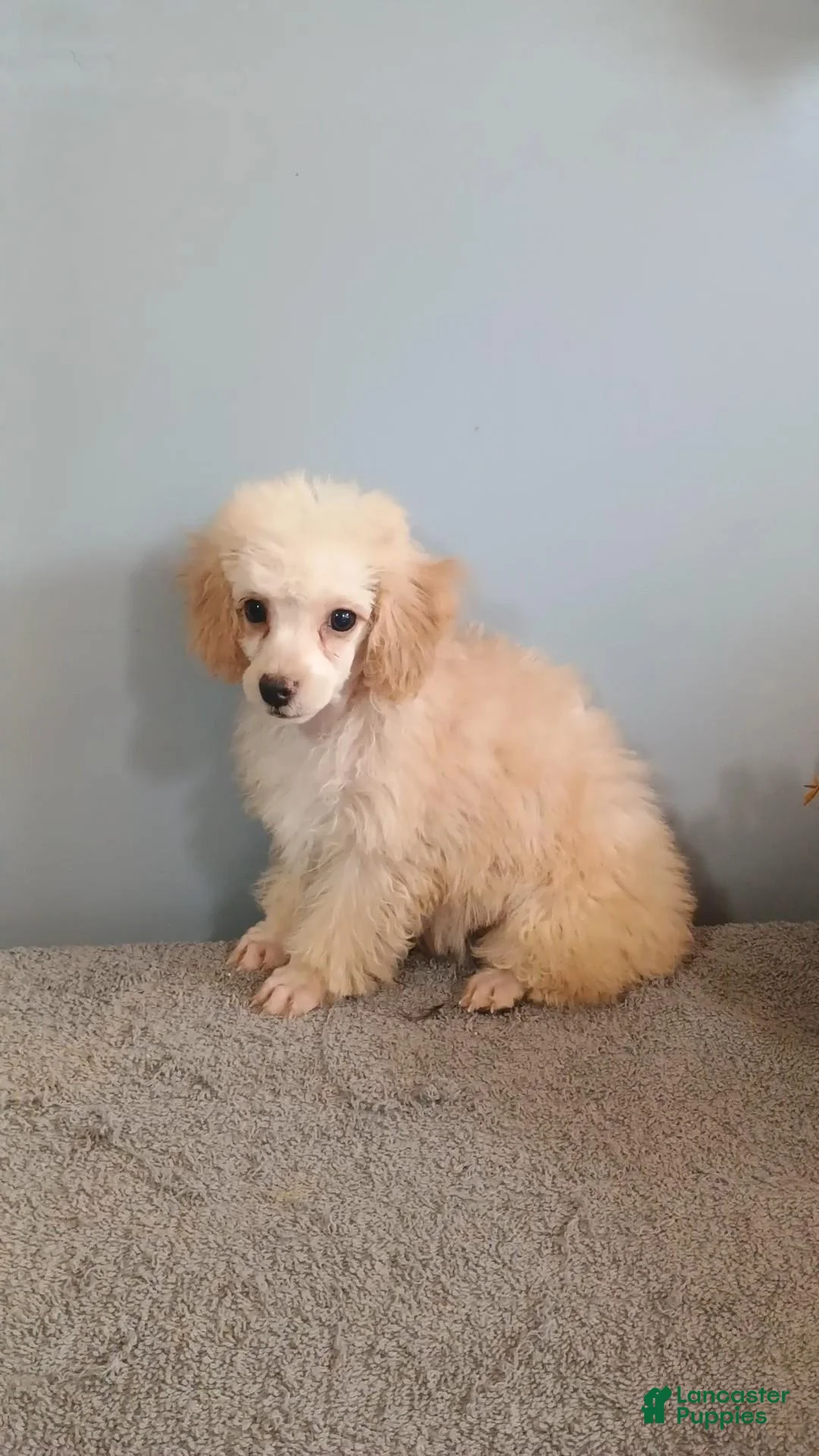 Toy Poodle dogs for sale: Toy Poodle 3 - Ad 1