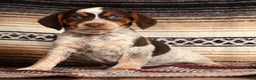 Beagle dogs for sale: Cupid - Ad 1