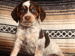 Beagle dogs Cupid - Ad 13