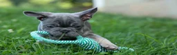 French Bulldog dogs for sale: 🐾 Mickey - Ad 13