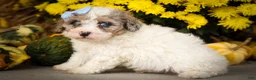 Miniature Poodle dogs for sale: Juno🦴  - Ad 17