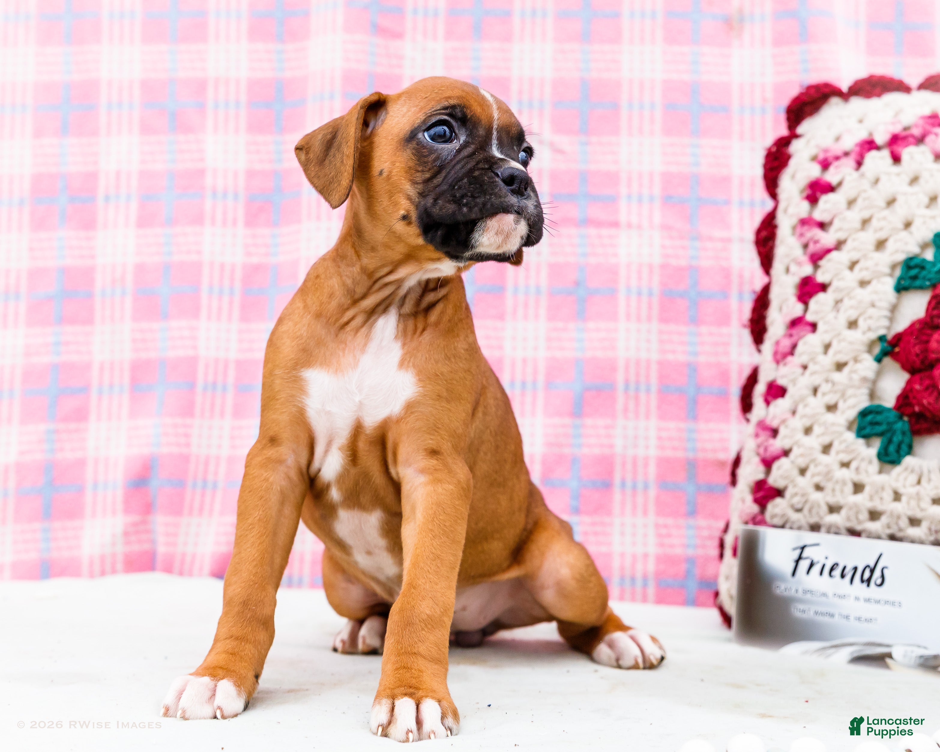 Boxer dogs Minnie - Ad 1
