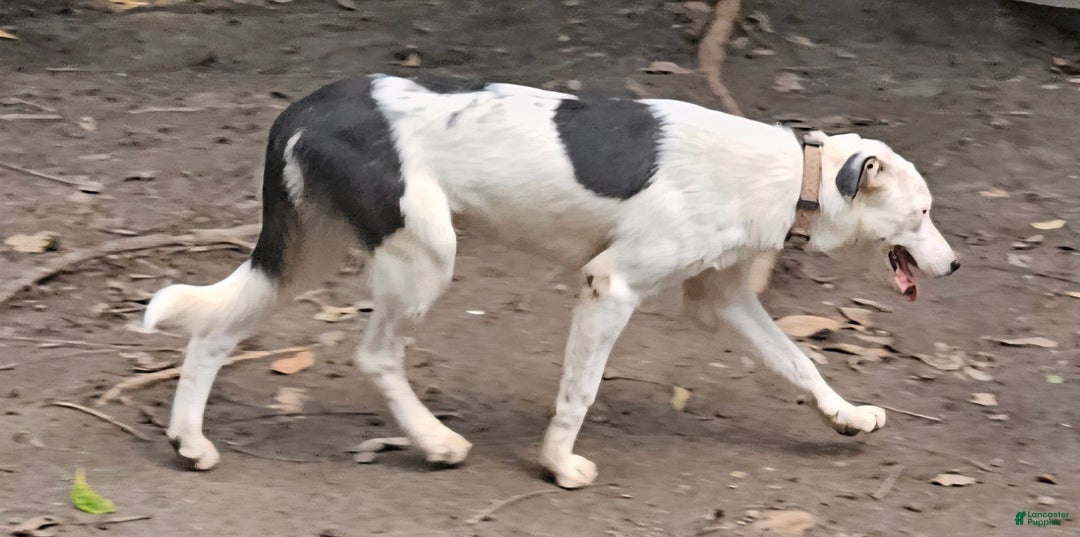 Border Collie dogs for sale: Dreami (Runt) - Ad 23