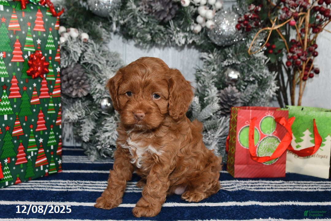 Cockapoo dogs for sale: Alice - Ad 1