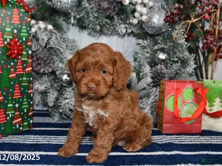 Cockapoo dogs Alice - Ad 3