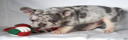 French Bulldog dogs for sale: Tucker - Ad 4