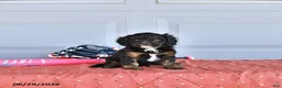 Mixed Breed dogs for sale: Blaze - Ad 3