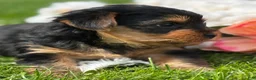Yorkshire Terrier dogs for sale: Cocoa - Ad 7