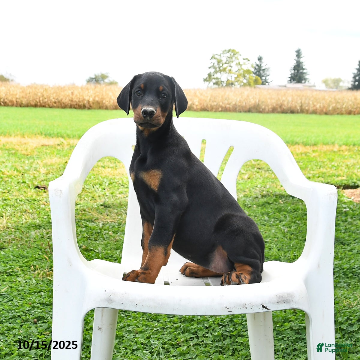 Doberman Pinscher dogs Remi  - Ad 30