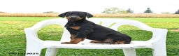 Doberman Pinscher dogs for sale: Remi  - Ad 1