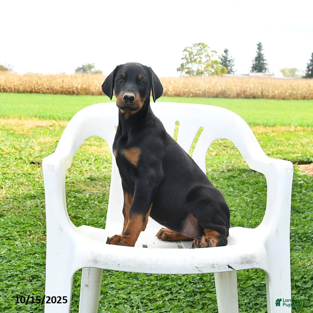 Doberman Pinscher dogs for sale: Remi  - Ad 1