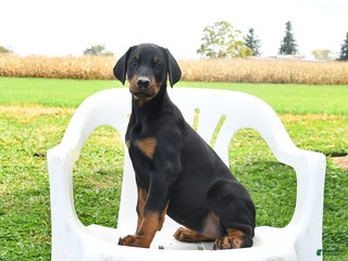 Doberman Pinscher dogs Remi - Ad 35