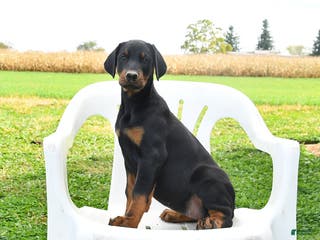 Doberman Pinscher dogs Remi - Ad 38