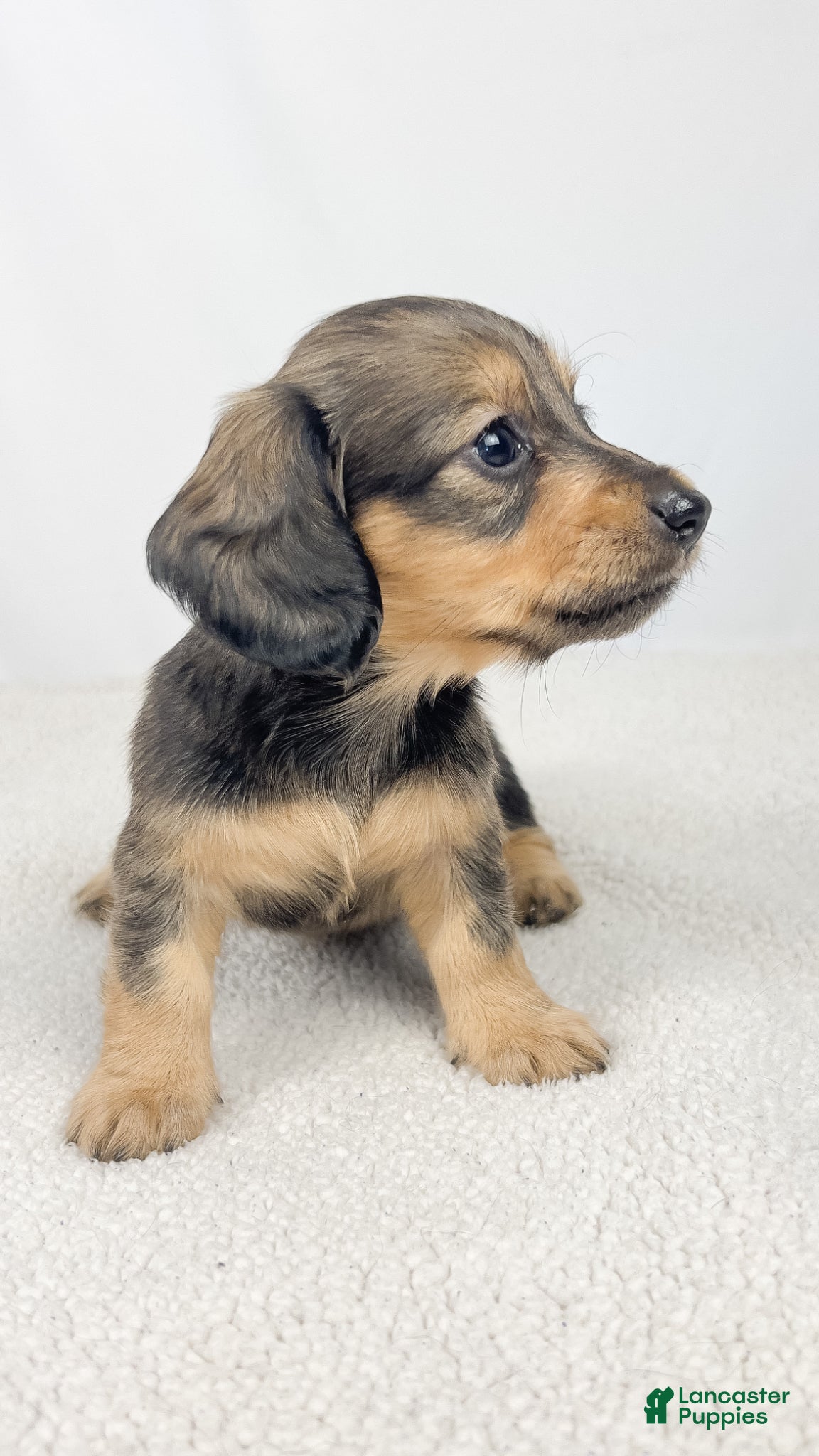 Miniature Dachshund dogs Whip cream - Ad 8
