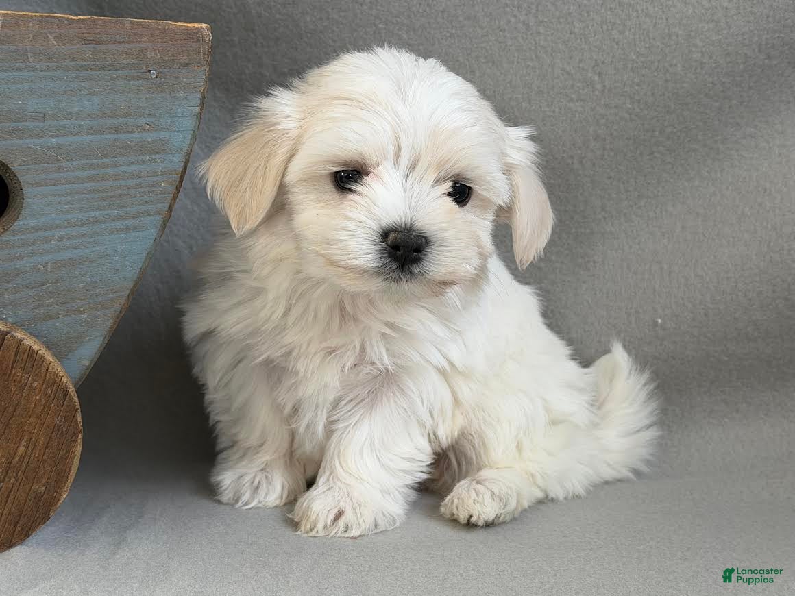 Maltese dogs Lilly - Ad 1