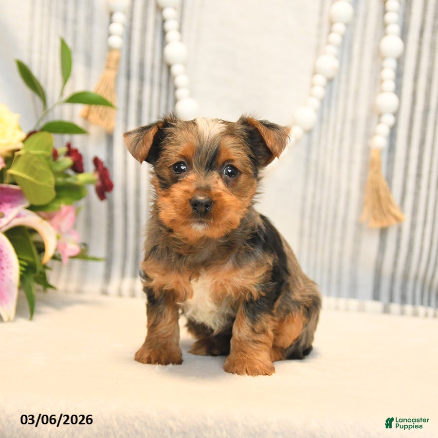 Yorkshire Terrier dogs Oliver - Ad 1