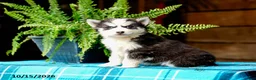 Pomsky dogs for sale: Tresa - Ad 1
