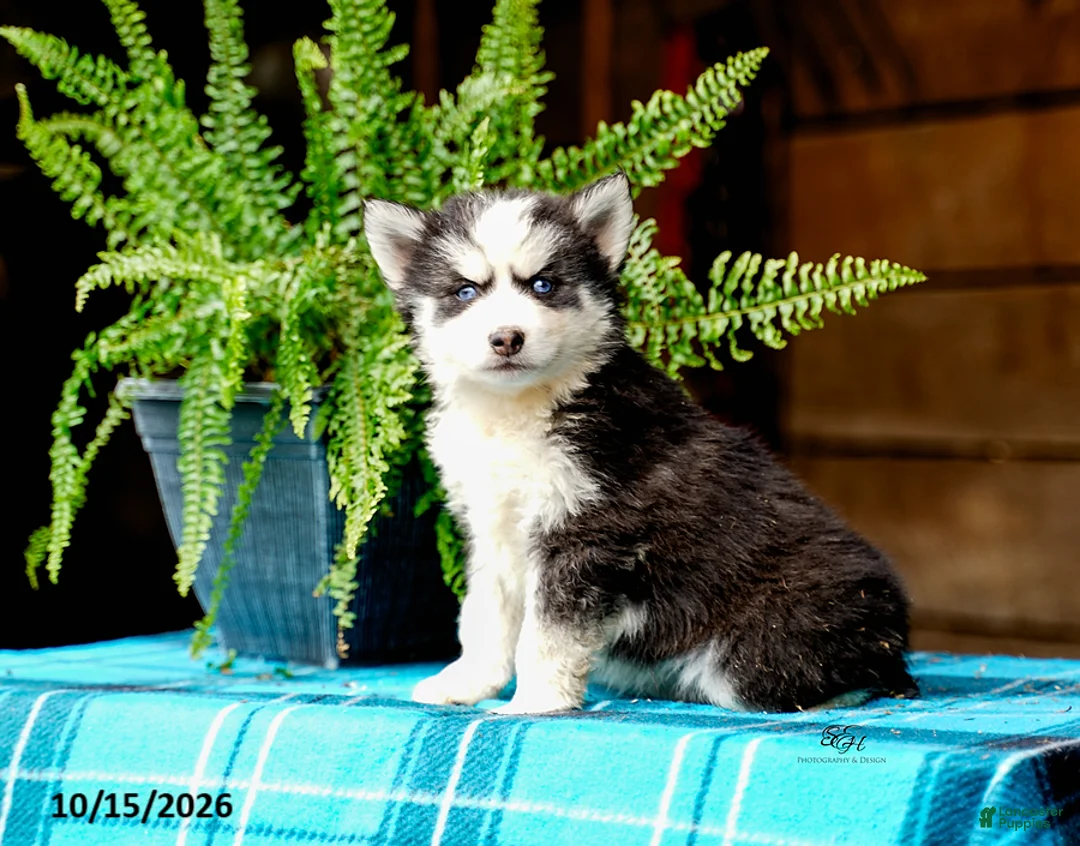 Pomsky dogs for sale: Tresa - Ad 1