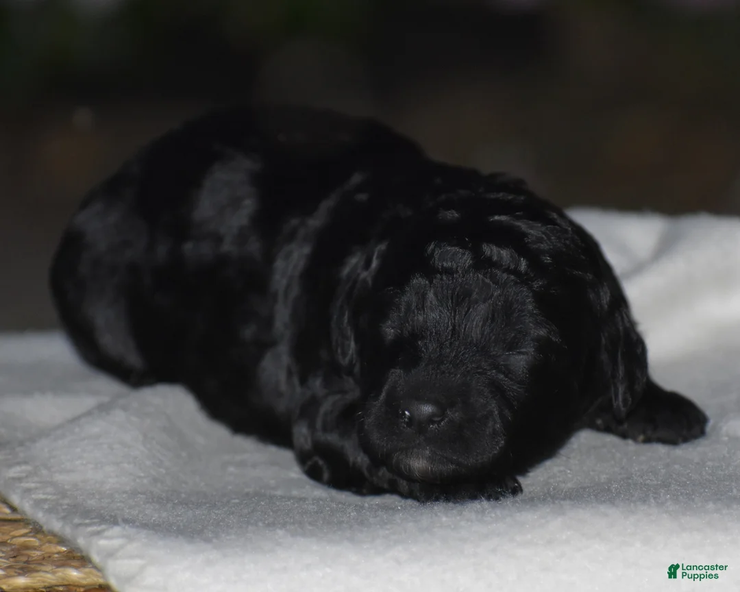Mini Goldendoodle dogs for sale: Heidi - Ad 2