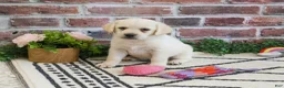 Labrador Retriever dogs for sale: Whitney  - Ad 5
