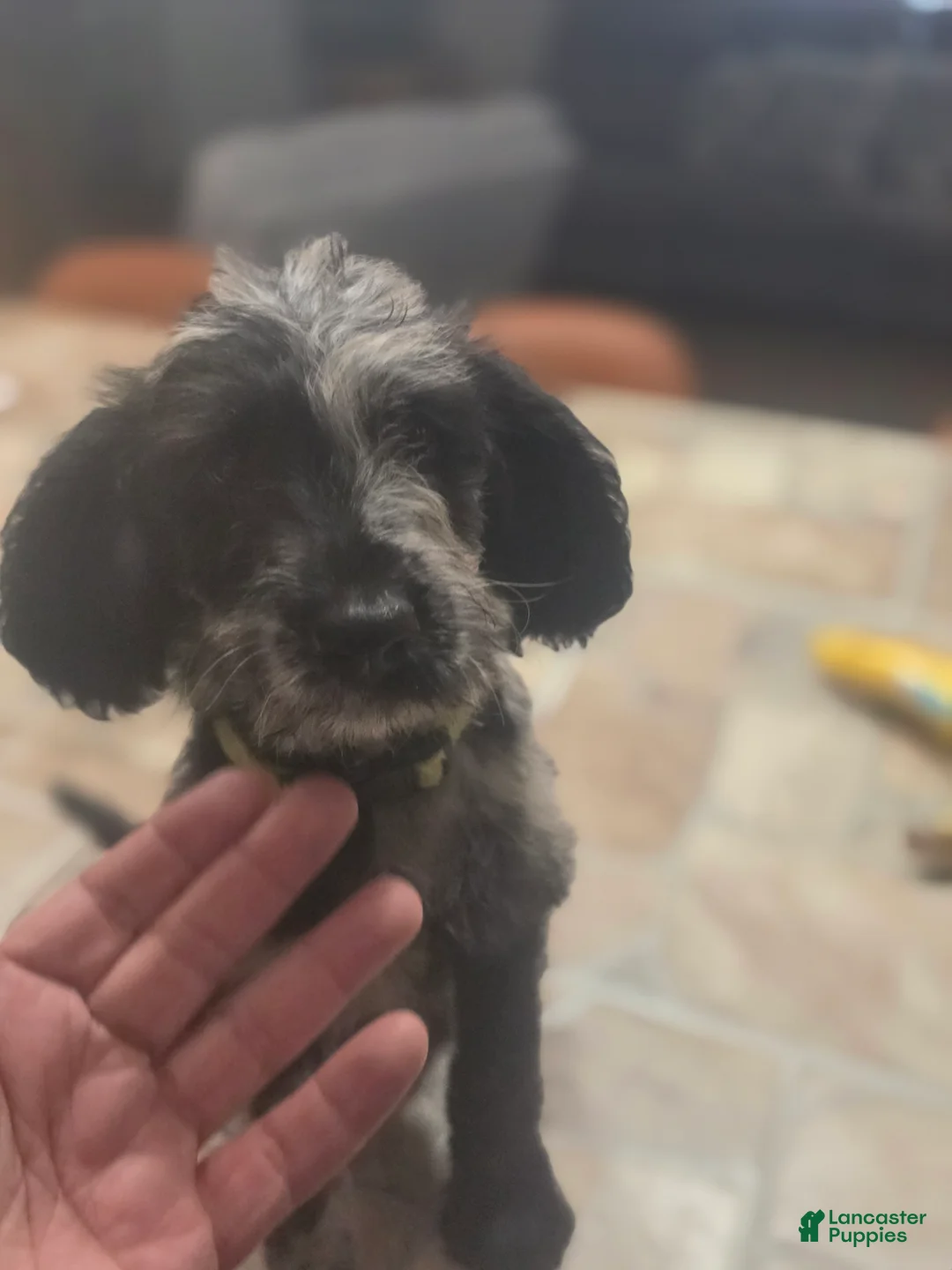 Mixed Breed dogs for sale: Cow Girl - Ad 2
