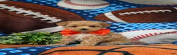 Maltipoo dogs for sale: Sailor 6 lbs full grown - Ad 2