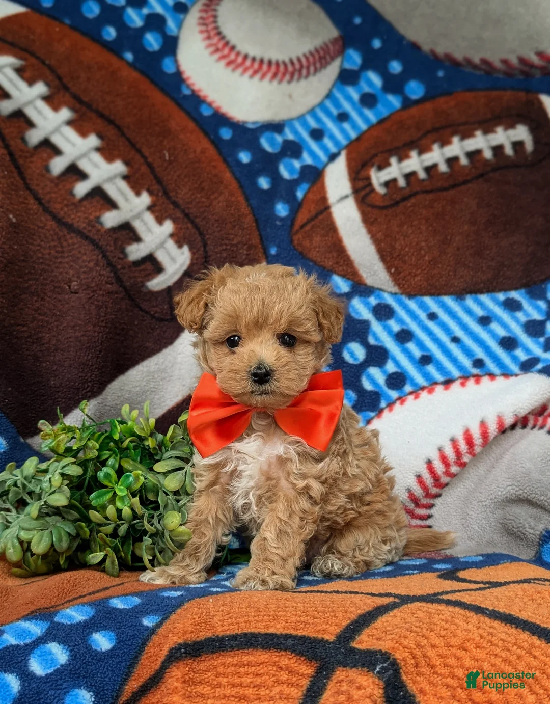 Maltipoo dogs for sale: Sailor 6 lbs full grown - Ad 2