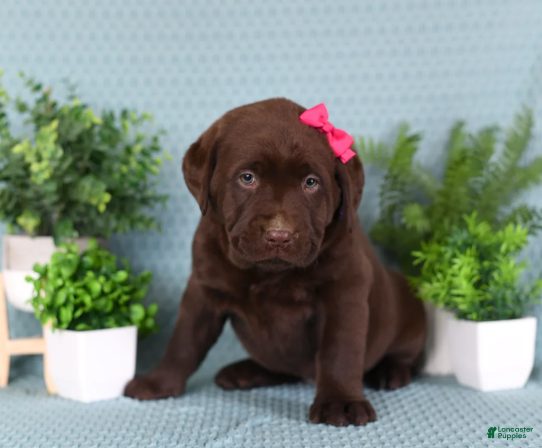 Labrador Retriever dogs for sale: Labrador Retriever Chloe - Ad 2