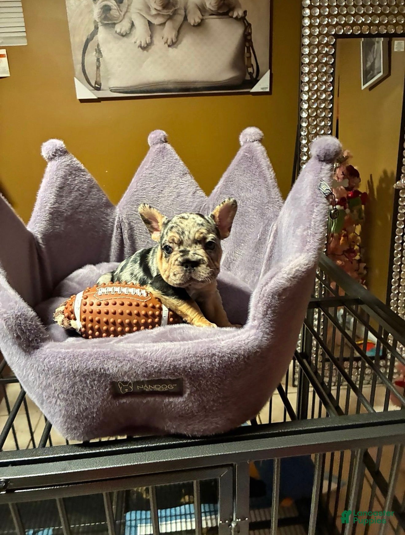 French Bulldog dogs French Bulldog 1 - Ad 1