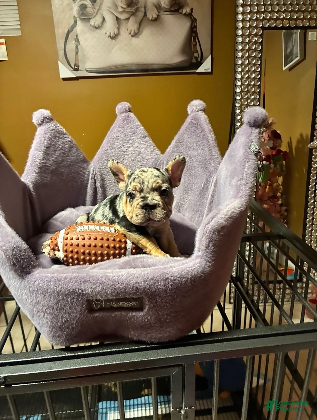 French Bulldog dogs for sale: French Bulldog 1 - Ad 1